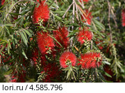Каллистемон лимонный  (Callistemon citrinus) (2013 год). Стоковое фото, фотограф Светлана Колобова / Фотобанк Лори