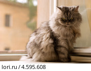 Кот сидит на подоконнике. Стоковое фото, фотограф Елена Архангельская / Фотобанк Лори