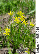 Гусиный лук желтый или Гагея желтая (Gagea lutea) Стоковое фото, фотограф Елена Коромыслова / Фотобанк Лори