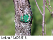 Обрезка плодового дерева. Горизонтально. Стоковое фото, фотограф Говорова Лариса / Фотобанк Лори