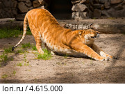 Лигр потягивается. Стоковое фото, фотограф Александр Жильцов / Фотобанк Лори