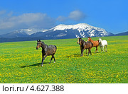 Лошади скачут по лугу на фоне гор. Стоковое фото, фотограф Эдуард Кислинский / Фотобанк Лори