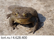 Обыкновенная серая жаба (Bufo bufo) Стоковое фото, фотограф Елена Коромыслова / Фотобанк Лори