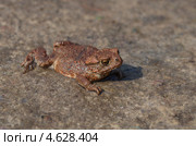 Молодая обыкновенная серая жаба (Bufo bufo) Стоковое фото, фотограф Елена Коромыслова / Фотобанк Лори