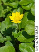 Лютик весенний или чистяк (Ranunculus ficaria) Стоковое фото, фотограф Елена Коромыслова / Фотобанк Лори