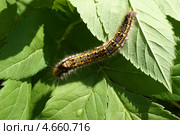 Гусеница ползает по листьям (Euthrix potatoria, травяной коконопряд) Стоковое фото, фотограф Щеголева Ольга / Фотобанк Лори