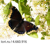 Бабочка траурница (Nymphalis antiopa)  на белых метелках. Стоковое фото, фотограф Ирина Кожемякина / Фотобанк Лори