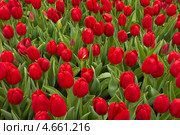 Алые тюльпаны в каплях росы (лат. Tulipa). Весенний цветочный фон. Стоковое фото, фотограф Виктория Катьянова / Фотобанк Лори
