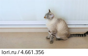 Кошка вертит головой. Стоковое видео, видеограф Юлия Машкова / Фотобанк Лори