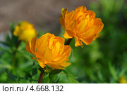 Купальница (Trollius) Стоковое фото, фотограф Елена Коромыслова / Фотобанк Лори
