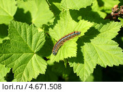 Гусеница бабочки Кольчатого коконопряда на листе смородины (Malacosoma neustria, Linnaeus, 1758) Стоковое фото, фотограф Щеголева Ольга / Фотобанк Лори