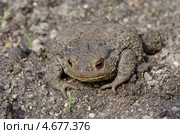 Обыкновенная серая жаба (Bufo bufo) Стоковое фото, фотограф Елена Коромыслова / Фотобанк Лори