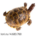 Трехпалая коробчатая черепаха - Terrapene carolina triunguis ползет. Вид сверху. Стоковое фото, фотограф Ирина Кожемякина / Фотобанк Лори