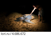 Мужчина трогает большую кожистую морскую черепаху (Dermochelys coriacea) ночью. Стоковое фото, фотограф Ирина Кожемякина / Фотобанк Лори
