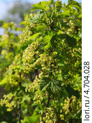 Смородина белая (лат. Ribes niveum) — листопадный кустарник семейства Крыжовниковые (Grossulariaceae). Цветущая ветка. Стоковое фото, фотограф Евгений Мухортов / Фотобанк Лори