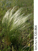 Ковыль Лессинга цветет в степи (Ковылок, Stipa lessingiana) Стоковое фото, фотограф Щеголева Ольга / Фотобанк Лори