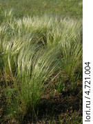 Ковыль (Ковылок, Stipa lessingiana) Стоковое фото, фотограф Щеголева Ольга / Фотобанк Лори
