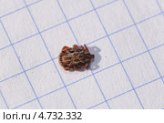Самец таёжного клеща (лат. Ixodes persulcatus)- переносчика энцефалита со спинной стороны на клетчатом фоне. Стоковое фото, фотограф Иванова Анастасия / Фотобанк Лори
