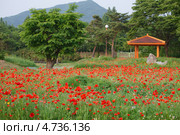 Красные маки ( papaver ) цветут в парке весной. Стоковое фото, фотограф Ольга Липунова / Фотобанк Лори