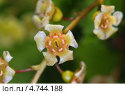 Смородина белая (лат. Ribes niveum) — листопадный кустарник семейства Крыжовниковые (Grossulariaceae). Цветок - макро. Стоковое фото, фотограф Евгений Мухортов / Фотобанк Лори