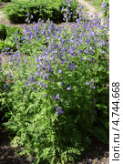 Синюха голубая (Polemonium coeruleum) Стоковое фото, фотограф Юлия Кузнецова / Фотобанк Лори
