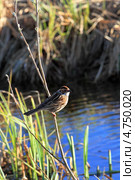 Овсянка-крошка (Emberiza pusilla) Стоковое фото, фотограф Григорий Писоцкий / Фотобанк Лори
