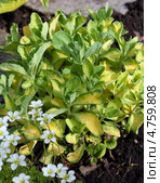 Очиток или Седум видный пёстролистный (Sedum spectabile variegata) Стоковое фото, фотограф Евгений Мухортов / Фотобанк Лори