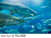 Тигровые акулы (Carcharias taurus) под водой. Стоковое фото, фотограф Валерия Лузина / Фотобанк Лори