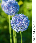Соцветия голубого или королевского лука (Allium caeruleum) Стоковое фото, фотограф Дядченко Ольга / Фотобанк Лори