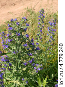 Синяк цветет у дороги  (Синяк обыкновенный, Echium vulgare) Стоковое фото, фотограф Щеголева Ольга / Фотобанк Лори