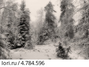 Зимний еловый лес. Стоковое фото, фотограф Сергей Александров / Фотобанк Лори