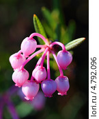 Подбел многолистный — Andromeda polifolia L. Цветок. Стоковое фото, фотограф Григорий Писоцкий / Фотобанк Лори