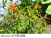 Молочай (Euphórbia) — самый большой род растений семейства Молочайные (Euphorbiaceae). Сорт - Молочай Гриффита ,,Fireglow,, Стоковое фото, фотограф Евгений Мухортов / Фотобанк Лори