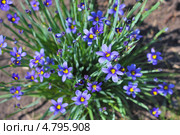 Сисиринхиум узколистный (Sisyrinchium angustifolium). Многолетнее травянистое растение семейства Ирисовые (Iridaceae). Стоковое фото, фотограф Евгений Мухортов / Фотобанк Лори