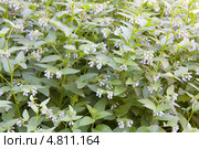 Окопник лекарственный  (Symphytum) Стоковое фото, фотограф Наталия Шевченко / Фотобанк Лори
