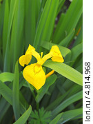 Ирис водяной, желтый, аировидный (Iris pseudacorus L.) Стоковое фото, фотограф Евгений Мухортов / Фотобанк Лори