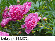 Пион молочноцветковый ( Paeonia lactiflora) — вид травянистых многолетних растений рода Пион семейства Пионовые (Paeoniaceae). Цветущий куст. Стоковое фото, фотограф Евгений Мухортов / Фотобанк Лори