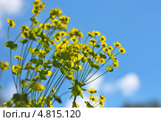 Молочай северный (Euphorbia borealis) ― травянистое многолетнее растение рода Молочай семейства Молочайные (Euphorbiaceae) Стоковое фото, фотограф Евгений Мухортов / Фотобанк Лори