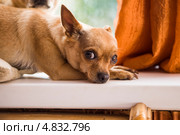 Собачка породы чихуахуа лежит на подоконнике. Стоковое фото, фотограф Gagara / Фотобанк Лори