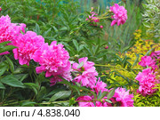 Пион молочноцветковый ( Paeonia lactiflora) — вид травянистых многолетних растений рода Пион семейства Пионовые (Paeoniaceae) Стоковое фото, фотограф Евгений Мухортов / Фотобанк Лори