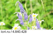 Вероника длиннолистная (Veronica longifolia) Стоковое видео, видеограф Алёшина Оксана / Фотобанк Лори