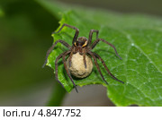 Паук Охотник каёмчатый (Dolomedes fimbriatus) с яйцевым коконом. Стоковое фото, фотограф Елена Коромыслова / Фотобанк Лори