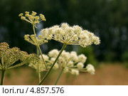 Зонтичные растения цветут на лугу (Дудник лесной, Дягиль лесной, Angelica sylvestris) Стоковое фото, фотограф Щеголева Ольга / Фотобанк Лори