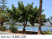 Фикус каучуконосный, или эластичный (лат. Ficus elastica) Стоковое фото, фотограф Федор Королевский / Фотобанк Лори