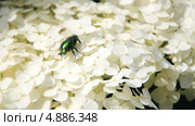 Бронзовка золотистая, или обыкновенная (Cetonia aurata) на цветах гортензии (Hydrangea) Стоковое видео, видеограф Алёшина Оксана / Фотобанк Лори