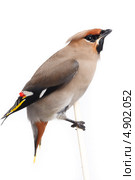 Свиристель, Bombycilla garrulus, Waxwing. Стоковое фото, фотограф Василий Вишневский / Фотобанк Лори