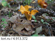 Лисичка. Стоковое фото, фотограф Константин Кург / Фотобанк Лори