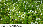 Цветущая Звездчатка вильчатая на берегу Байкала (лат. Stellaria dichotoma L.). Цветочный фон. Стоковое видео, видеограф Виктория Катьянова / Фотобанк Лори