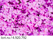 Флокс шиловидный (Phlox subulata) Стоковое фото, фотограф Валерия Лузина / Фотобанк Лори