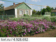 Сельский дом в окружении цветов (2013 год). Стоковое фото, фотограф Щеголева Ольга / Фотобанк Лори